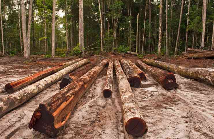 智利比奥比奥大区林产品出口分析：木材增长与纸浆下滑并存(图3)