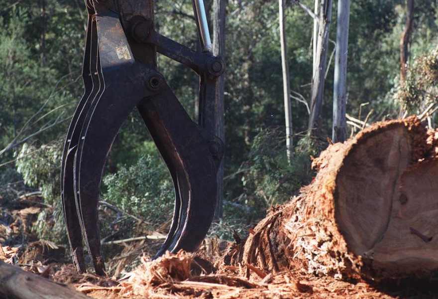 智利比奥比奥大区林产品出口分析：木材增长与纸浆下滑并存(图2)