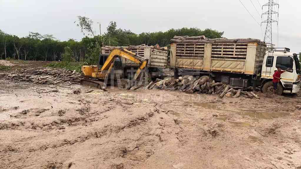 泰国橡胶木进口反弹，运输改善能否缓解供应压力？(图3)