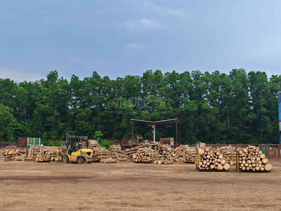 泰国橡胶木进口反弹，运输改善能否缓解供应压力？ - 新媒体情报驿站