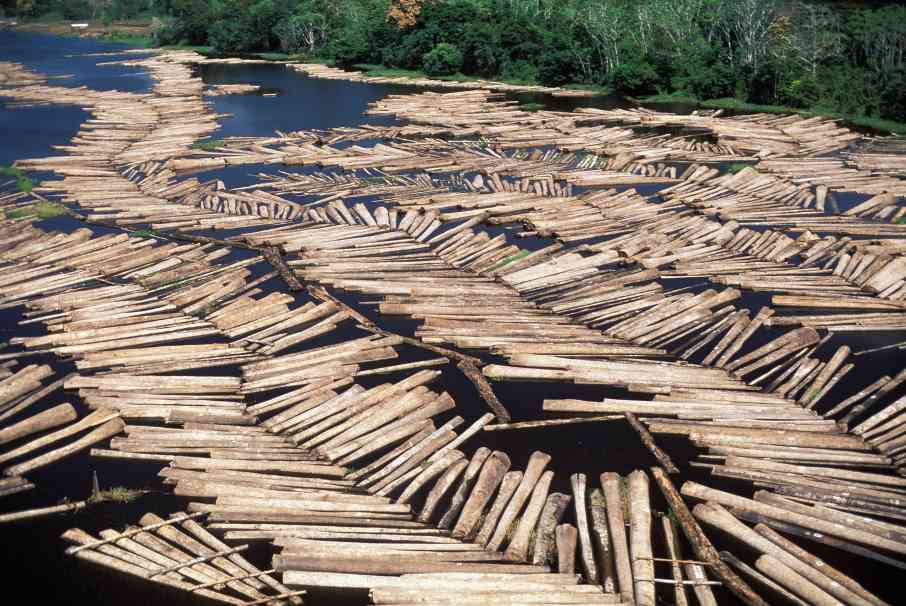 碳核算模型缺陷引争议，林业管理如何平衡生态与气候目标(图1)