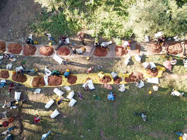 EUDR法规对咖啡供应链的挑战与行业呼吁推迟实施(图1)