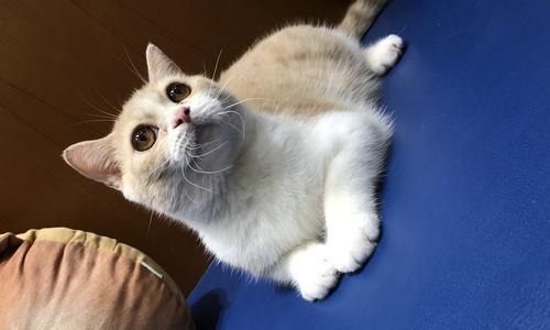 TheVarietyofCoatColorsinBritishShorthairCats（ExploringtheMultitudeofColorsinBritishShorthairCats）(图1)