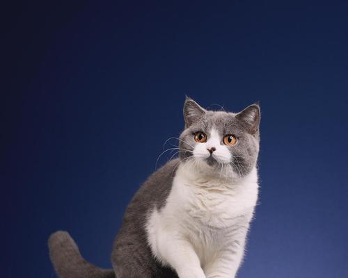 TheVarietyofCoatColorsinBritishShorthairCats（ExploringtheMultitudeofColorsinBritishShorthairCats）(图2)