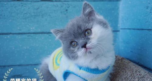 TheVarietyofCoatColorsinBritishShorthairCats（ExploringtheMultitudeofColorsinBritishShorthairCats）(图3)