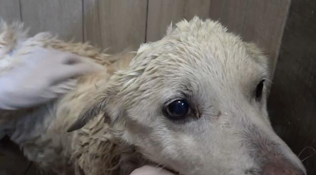 狗晶片（智能科技为你的狗带来全新的安全保障） - 新媒体情报驿站