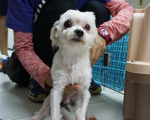 狗晶片（智能科技为你的狗带来全新的安全保障）(图2)